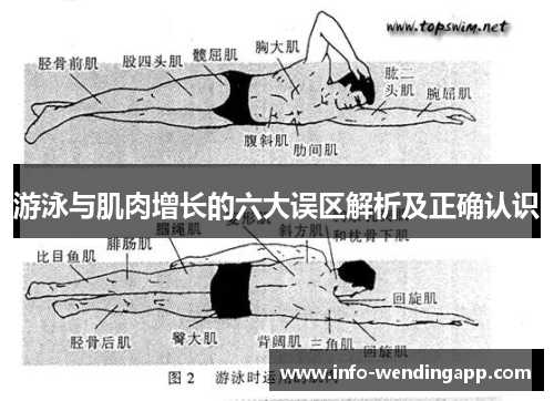 游泳与肌肉增长的六大误区解析及正确认识